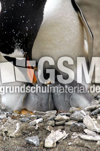 Eselspinguin (60 von 97).jpg